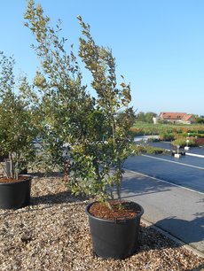 Quercus Ilex 'steeneik' meerstammig (NR 8) 200-250 cm Quercus Ilex 'steeneik' meerstammig (NR 8) 200-250 cm