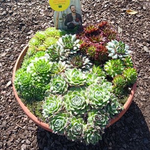 Sempervivum MIX -  P23