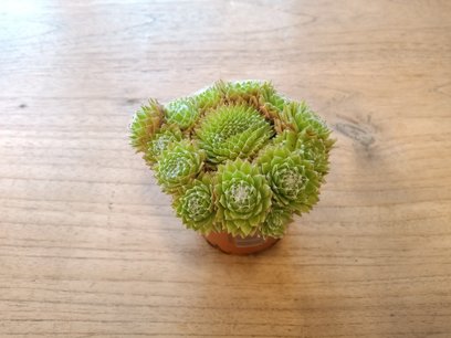 Sempervivum P9 - groene tinten Sempervivum P9 - groene tinten