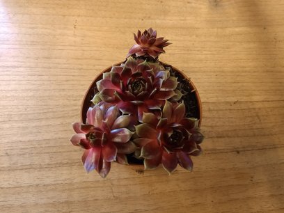 Sempervivum P9 - rode tinten Sempervivum P9 - rode tinten