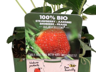 Fragaria Delizzimo - Aardbei - Bio fruitplant Fragaria Delizzimo - Aardbei - Bio fruitplant