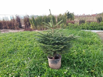 Nordmann kerstboom in pot gekweekt 80-100 cm Nordmann kerstboom in pot gekweekt 80-100 cm