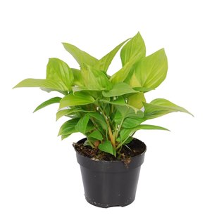 Homalomena Lemon Lime Homalomena Lemon Lime