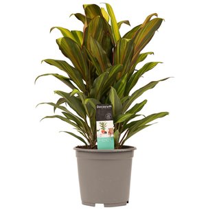 Decorum Cordyline Kiwi toef Decorum Cordyline Kiwi toef