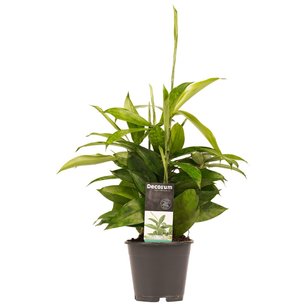 Decorum Dracaena Surculosa Decorum Dracaena Surculosa