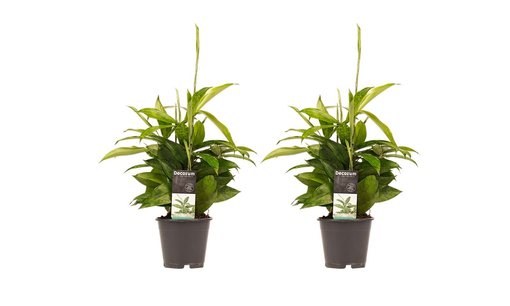 Decorum Duo 2 x Dracaena Surculosa Decorum Duo 2 x Dracaena Surculosa