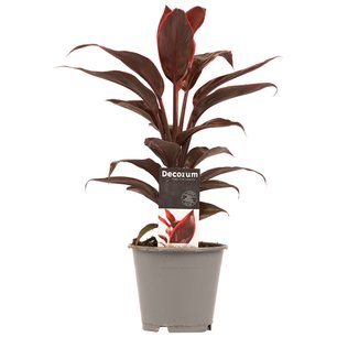 Decorum Cordyline Mambo Decorum Cordyline Mambo