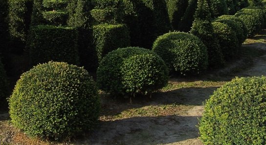 Taxus Baccata bol 40/+ cm Taxus Baccata bol 40/+ cm