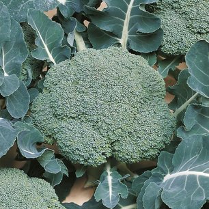 Broccoli 'Belstar F1' – Brassica oleracea - Bio groentezaden Broccoli 'Belstar F1' – Brassica oleracea - Bio groentezaden