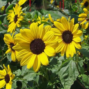 Gele kleine zonnebloem 'Helianthus debilis' - Bio bloemenzaden Gele kleine zonnebloem 'Helianthus debilis' - Bio bloemenzaden