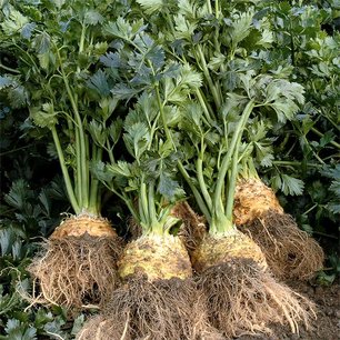 Knolselderij 'Balena F1' – Apium graveolens - Bio groentezaden Knolselderij 'Balena F1' – Apium graveolens - Bio groentezaden