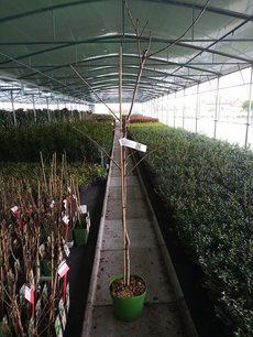 Prunus av. 'Regina' - Zoete kers - Bio fruitboom Halfstam Prunus av. 'Regina' - Zoete kers - Bio fruitboom Halfstam
