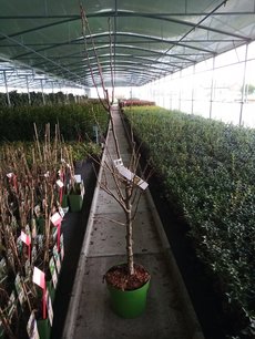 Prunus dom. 'Hauszwetsche' - Pruimelaar - Bio fruitboom laagstam Prunus dom. 'Hauszwetsche' - Pruimelaar - Bio fruitboom laagstam
