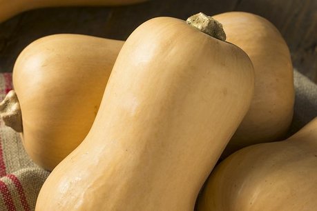 Butternut - Bio groenteplant (pot 9 x 9 cm) Butternut - Bio groenteplant (pot 9 x 9 cm)