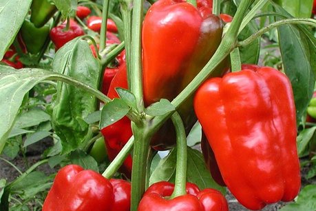 Rode paprika- Bio groenteplant (pot 9 x 9 cm) Rode paprika- Bio groenteplant (pot 9 x 9 cm)