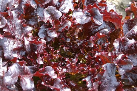 10 x Eikenblad rood - Bio groenteplant (Perspotjes) 10 x Eikenblad rood - Bio groenteplant (Perspotjes)