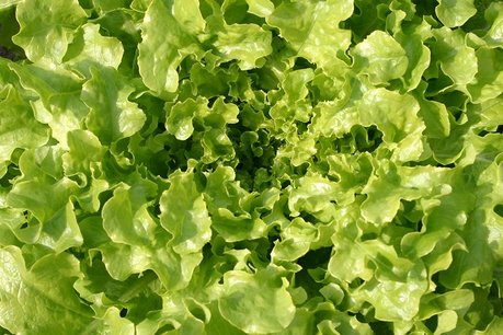 10 x Eikenblad groen - Bio groenteplant (Perspotjes) 10 x Eikenblad groen - Bio groenteplant (Perspotjes)