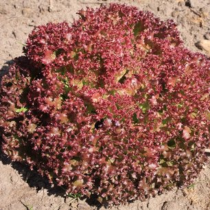 10 x Krulsla rood - Bio groenteplant (Perspotjes) 10 x Krulsla rood - Bio groenteplant (Perspotjes)