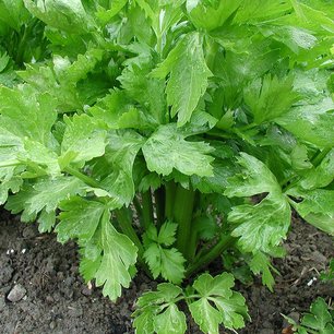 10 x Groene selder - Bio groenteplant (Perspotjes) 10 x Groene selder - Bio groenteplant (Perspotjes)