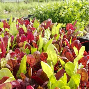 Warmoes - veelkleurig - Bio groenteplant (pot 9 x 9 cm) - afhaling Warmoes - veelkleurig - Bio groenteplant (pot 9 x 9 cm) - afhaling