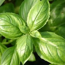 Basilicum - Ocimum basilicum - Bio vaste plant/kruidenplant Basilicum - Ocimum basilicum - Bio vaste plant/kruidenplant