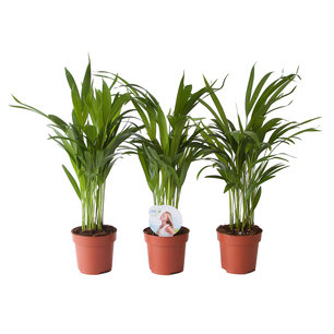 3 x Goudpalm Areca Dypsis Lutescens 3 x Goudpalm Areca Dypsis Lutescens