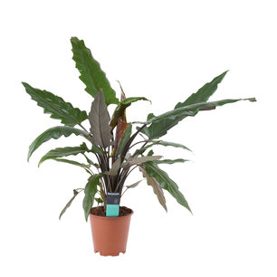 Alocasia Lauterbachiana Alocasia Lauterbachiana