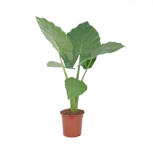 Alocasia Macrorrhizos Alocasia Macrorrhizos