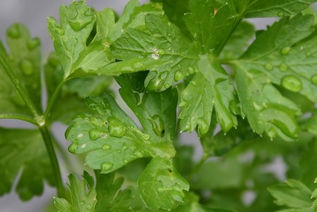 Peterselie, krul - Bio kruidenplant Peterselie, krul - Bio kruidenplant