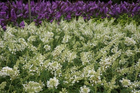 Buddleja free petite 'Snow white' - vlinderstruik - Biologisch Buddleja free petite 'Snow white' - vlinderstruik - Biologisch