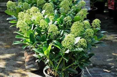 Skimmia japonica 'Fragrant Cloud' 20-40 cm Skimmia japonica 'Fragrant Cloud' 20-40 cm
