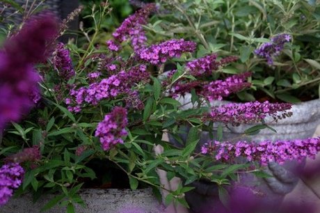 Buddleja free petite 'Dark pink' - vlinderstruik - Biologisch Buddleja free petite 'Dark pink' - vlinderstruik - Biologisch