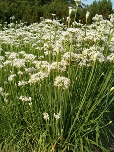 Knoflookbieslook/chinese bieslook - Allium Tuberosum - Bio vaste plant Knoflookbieslook/chinese bieslook - Allium Tuberosum - Bio vaste plant