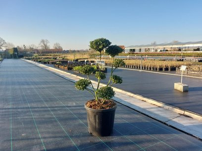 Ilex crenata Dark green® Bonsai 90/100 cm Ilex crenata Dark green® Bonsai 90/100 cm