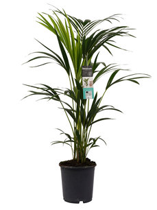 Decorum Kentia Palm Decorum Kentia Palm