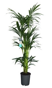Decorum XL Kentia Palm Decorum XL Kentia Palm