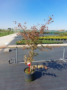 Acer palmatum 'Bloodgood' 100/125 - Japanse esdoorn Acer palmatum 'Bloodgood' 100/125 - Japanse esdoorn