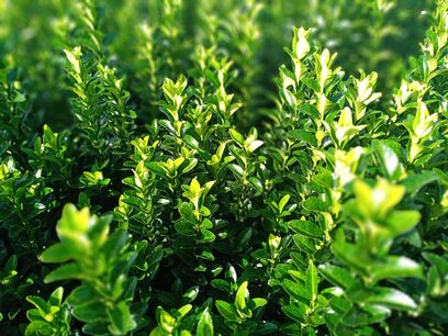 Euonymus 'green spire' 30-40 cm kardinaalshoed/muts Euonymus 'green spire' 30-40 cm kardinaalshoed/muts