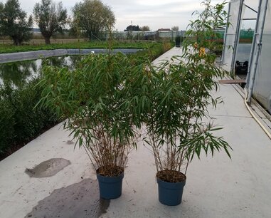 Fargesia 'Rufa' 100-125 cm - Bamboe - niet woekerend Fargesia 'Rufa' 100-125 cm - Bamboe - niet woekerend