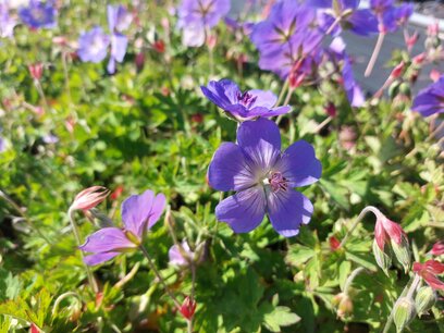 Geranium 'Rozanne'® - Ooievaarsbek Geranium 'Rozanne'® - Ooievaarsbek