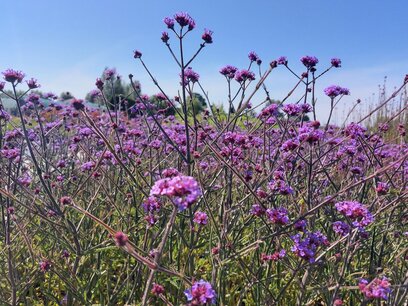 Verbena Bonariensis - ijzerhard Verbena Bonariensis - ijzerhard