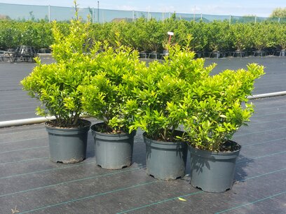 Ilex crenata Blondie® 20/30 cm Ilex crenata Blondie® 20/30 cm