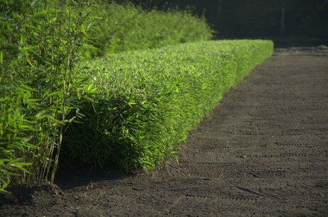 Fargesia Moontears Boobux 50-80 cm - Bamboe - niet woekerend Fargesia Moontears Boobux 50-80 cm - Bamboe - niet woekerend