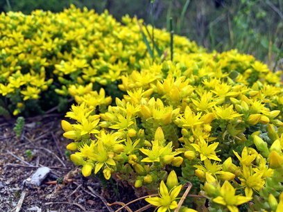 Sedum Acre - muurpeper Sedum Acre - muurpeper
