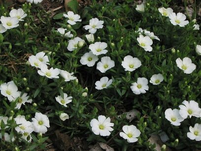 Arenaria Montana - zandkruid, zandmuur Arenaria Montana - zandkruid, zandmuur