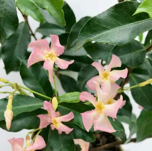 Toscaanse jasmijn 'Trachelospermum Jasminoides' Star of Ibiza - 40-60 cm - ROZE Toscaanse jasmijn 'Trachelospermum Jasminoides' Star of Ibiza - 40-60 cm - ROZE