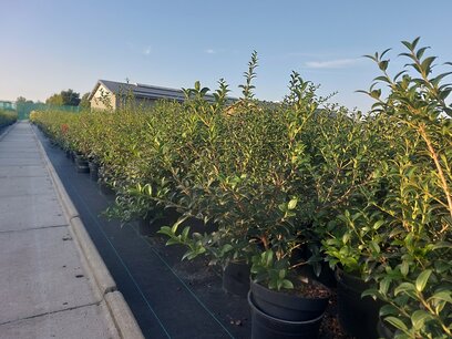 Osmanthus Burkwoodii 80/+ cm - schijnhulst Osmanthus Burkwoodii 80/+ cm - schijnhulst