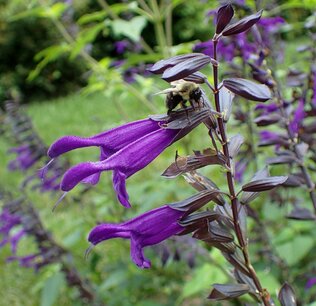 Salvia Amistad - Salie