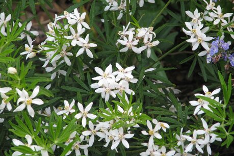Choisya ternata 'White Dazzler' 40-60 cm Choisya ternata 'White Dazzler' 40-60 cm