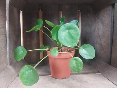 Pilea peperomioides - Pannenkoekenplant Pilea peperomioides - Pannenkoekenplant